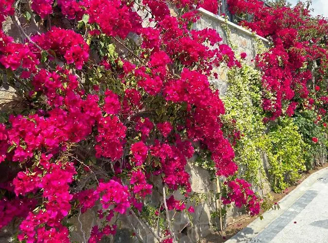 Falcon With Swimming Pool And Great Views In Yalikavak *